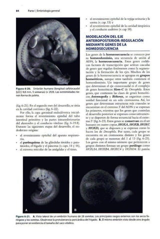 Embriologia Lagman 11 Edicion