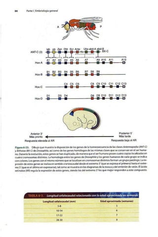 Embriologia Lagman 11 Edicion