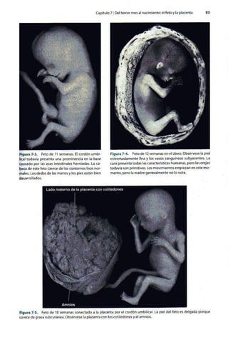 Embriologia Lagman 11 Edicion
