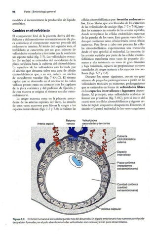 Embriologia Lagman 11 Edicion