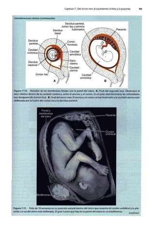 Embriologia Lagman 11 Edicion