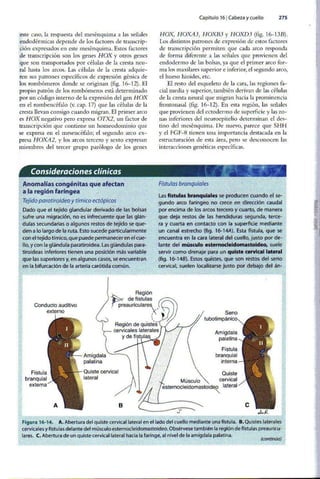 Embriologia Lagman 11 Edicion