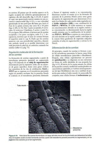 Embriologia Lagman 11 Edicion