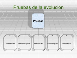 Pruebas de la evolución