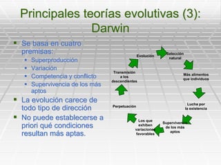 Principales teorías evolutivas (3):DarwinSe basa en cuatro premisas:SuperproducciónVariaciónCompetencia y conflictoSupervivencia de los más aptosLa evolución carece de todo tipo de direcciónNo puede establecerse a priori qué condiciones resultan más aptas.