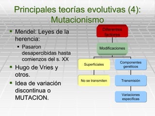 Principales teorías evolutivas (4):MutacionismoMendel: Leyes de la herencia:Pasaron desapercibidas hasta comienzos del s. XXHugo de Vries y otros.Idea de variación discontinua o MUTACION.