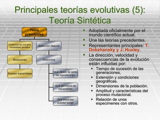 Principales teorías evolutivas (5):Teoría SintéticaAdoptada oficialmente por el mundo científico actual.Une las teorías precedentes.Representantes principales: T. Dobzhansky y J. Huxley.La dirección, velocidad y consecuencias de la evolución están influidas por:Tiempo de sucesión de las generaciones.Extensión y condiciones geográficas.Dimensiones de la población.Amplitud y características del proceso mutacional.Relación de unos especimenes con otros.