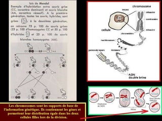 La génétique de Darwin à Mendel