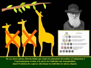 La génétique de Darwin à Mendel