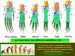 La génétique de Darwin à Mendel