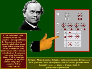 La génétique de Darwin à Mendel