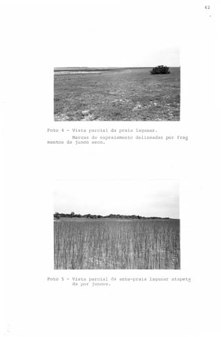 42
.

Foto 4

-

mentos

Marcas de espraiamento
de junco seco.

Foto

~

Vista parcial da praia lagunar.
delineadas

5 - Vista parcial da ante-praia
da por juncos.

por fra~

lagunar atapet~

 