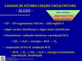 LAGOAS DE ESTABILIZAÇÃO FACULTATIVAS
      - ALGAS -            ZONA AERÓBIA
                                                                ZONA FACULTATIVA
                                                                ZONA ANAERÓBIA

• 104 - 106 organismos/100 ml = 200 mgSST/l

• algas verdes clorofíceas e algas azuis cianofíceas

• fotossíntese: radiação luminosa x produção M.O

             • CO2 + H2O + energia→ M.O. + O2
                                  →

• respiração 24 hs/d: oxidação M.O.
             • M.O. + O2 → CO2 + H2O + energia crescimento,
             reprodução, locomoção
  Isaac Volschan Jr., D.Sc.
  Prof..Adjunto - Depto. de Recursos Hídricos e Meio Ambiente
  Escola Politécnica - UFRJ
 