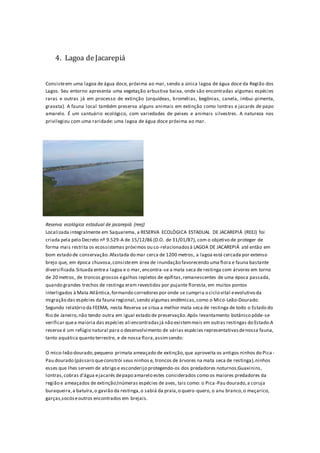 4. Lagoa deJacarepiá
Consisteem uma lagoa de água doce, próxima ao mar, sendo a única lagoa de água doce da Região dos
Lagos. Seu entorno apresenta uma vegetação arbustiva baixa, onde são encontradas algumas espécies
raras e outras já em processo de extinção (orquídeas, bromélias, begônias, canela, imbui-pimenta,
gravata). A fauna local também preserva alguns animais em extinção como lontras e jacarés de papo
amarelo. É um santuário ecológico, com variedades de peixes e animais silvestres. A natureza nos
privilegiou com uma raridade: uma lagoa de água doce próxima ao mar.
Reserva ecológica estadual de jacarepiá (reej)
Localizada integralmente em Saquarema, a RESERVA ECOLÓGICA ESTADUAL DE JACAREPIÁ (REEJ) foi
criada pela pelo Decreto nº 9.529-A de 15/12/86 (D.O. de 31/01/87), com o objetivo de proteger de
forma mais restrita os ecossistemas próximos ou co-relacionadosà LAGOA DE JACAREPIÁ até então em
bom estado de conservação.Afastada do mar cerca de 1200 metros, a lagoa está cercada por extenso
brejo que, em época chuvosa,consisteem área de inundação favorecendo uma flora e fauna bastante
diversificada.Situada entrea lagoa e o mar, encontra-se a mata seca de restinga com árvores em torno
de 20 metros, de troncos grossos egalhos repletos de epífitas,remanescentes de uma época passada,
quando grandes trechos de restinga eram revestidos por pujante floresta,em muitos pontos
interligados à Mata Atlântica,formando corredores por onde se cumpria o ciclo vital eevolutivo da
migração das espécies da fauna regional,sendo algumas endêmicas,como o Mico-Leão-Dourado.
Segundo relatório da FEEMA, nesta Reserva se situa a melhor mata seca de restinga de todo o Estado do
Rio de Janeiro,não tendo outra em igual estado de preservação.Após levantamento botânico pôde-se
verificar quea maioria das espécies ali encontradasjá não existemmais em outras restingas do Estado.A
reserva é um refúgio natural para o desenvolvimento de várias espécies representativasdenossa fauna,
tanto aquática quanto terrestre, e de nossa flora,assimsendo:
O mico-leão dourado,pequeno primata ameaçado de extinção,que aproveita os antigos ninhos do Pica -
Pau dourado (pássaro queconstrói seus ninhos e, troncos de árvores na mata seca de restinga),ninhos
esses que lhes servem de abrigo e esconderijo protegendo-os dos predadores noturnos;Guaxinins,
lontras,cobras d'água ejacarés depapo amarelo estes considerados como os maiores predadores da
região e ameaçados de extinção;Inúmeras espécies de aves, tais como: o Pica-Pau dourado,a coruja
buraqueira,a batuíra,o gavião da restinga,o sabiá da praia,o quero-quero, o anu branco,o maçarico,
garças,socóseoutros encontrados em brejais.
 