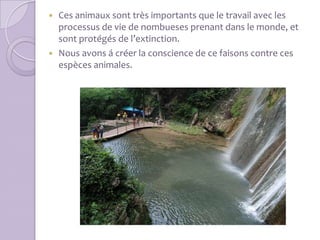  Ces animaux sont très importants que le travail avec les
  processus de vie de nombueses prenant dans le monde, et
  sont protégés de l’extinction.
 Nous avons á créer la conscience de ce faisons contre ces
  espèces animales.
 