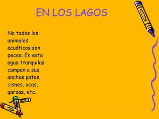 EN LOS LAGOS No todos los animales acuáticos son peces. En esta agua tranquilas campan a sus anchas patos, cisnes, ocas, garzas, etc.