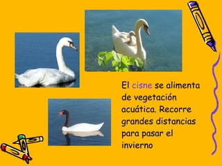 El cisne se alimenta de vegetación acuática. Recorre grandes distancias para pasar el invierno