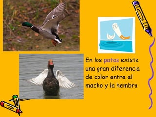En los patos existe una gran diferencia de color entre el macho y la hembra