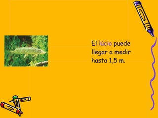 El lúcio puede llegar a medir hasta 1,5 m.