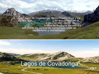 Lagos de Covadonga Los Lagos de Covadonga, denominados Enol y La Ercina, son  de origen glaciar , se encuentran en el  Macizo Occidental  o del Cornión, dentro de  Los Picos de Europa , a ellos se llega por carretera y son punto de partida de numerosas rutas de senderismo y montañismo. 