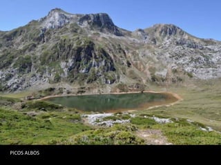 PICOS ALBOS
 