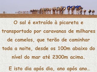 O sal é extraído à picareta e
transportado por caravanas de milhares
  de camelos, que terão de caminhar
toda a noite, desde os 100m abaixo do
    nível do mar até 2300m acima.

  E isto dia após dia, ano após ano…
 