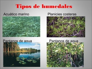Tipos de humedales 
Planicies costeras 
Pantanos de agua 
dulce 
Pantanos de agua 
salada 
Acuático marino 
 