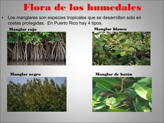 Flora de los humedales 
• Los manglares son especies tropicales que se desarrollan solo en 
costas protegidas. En Puerto Rico hay 4 tipos. 
Manglar rojo 
Manglar negro 
Manglar blanco 
Manglar de botón 
 