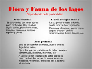 Flora y Fauna de los lagos 
Dependiendo de la profundidad 
Zonas costeras 
Se caracteriza por tener aguas 
poco profundas. Hay muchas 
algas, cañas, plantas flotantes, 
insectos, caracoles, anfibios, 
reptiles y peces. 
El área del agua abierta 
La luz penetra hasta el fondo, 
donde todavía hay vegetación. 
Ejemplos: plancton y peces como 
carpas, truchas, percas 
omnipresentes, lucios, tencas, etc. 
Zona profunda 
Sólo se encuentran animales, puesto que no 
llega la luz solar. 
Ejemplos: garzas, caballeros de Italia, cercetas, 
somormujos, avetoros, martines, etc. 
A veces se han incorporado estas especies 
para combatir las larvas de las especies del 
mosquito Anopheles, alterando así la cadena 
alimentaria. 
 