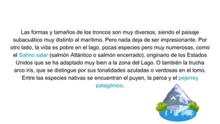 Las formas y tamaños de los troncos son muy diversos, siendo el paisaje
subacuático muy distinto al marítimo. Pero nada deja de ser impresionante. Por
otro lado, la vida es pobre en el lago, pocas especies pero muy numerosas, como
el Salmo salar (salmón Atlántico o salmón encerrado), originario de los Estados
Unidos que se ha adaptado muy bien a la zona del Lago. O también la trucha
arco iris, que se distingue por sus tonalidades azuladas o verdosas en el lomo.
Entre las especies nativas se encuentran el puyen, la perca y el pejerrey
patagónico.
 