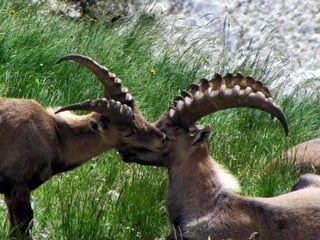 Cabras Ibex   