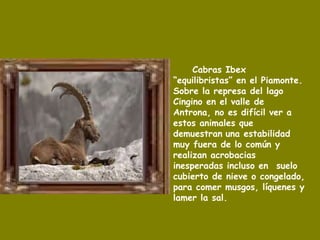 Cabras Ibex “equilibristas” en el Piamonte. Sobre la represa del lago Cingino en el valle de Antrona, no es difícil ver a estos animales que   demuestran   una estabilidad muy fuera de lo común y realizan acrobacias inesperadas incluso en  suelo cubierto de nieve o congelado, para comer musgos, líquenes y lamer la sal. 