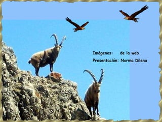 Imágenes:  de la web Presentación: Norma Dilena 