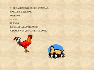 EN EL GALLINERO PODES ENCONTRAR: -GALLOS Y GALLINAS. -POLLITOS. -NIDOS,  -HUEVOS. -LA GALLINA EMPOLLANDO. PODEMOS VER QUÉ COMEN GRANOS.  