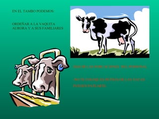 EN EL TAMBO PODEMOS: ORDEÑAR A LA VAQUITA AURORA Y A SUS FAMILIARES SEGUIR LAS INDICACIONES  DEL PERSONAL -NO TE COLOQUES DETRÁS DE LAS VACAS PUEDEN PATEARTE. 