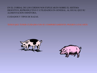 EN EL CORRAL DE LOS CERDOS NOS EXPLICARÁN SOBRE EL SISTEMA DIGESTIVO, REPRODUCTIVO Y UTILIDADES EN GENERAL, AL IGUAL QUE SU ALIMENTACION OMNÍVORA. CUIDADOS Y TIPOS DE RAZAS. TENES QUE TENER CUIDADO CON SU COMPORTAMIENTO. PUEDEN ATACARTE.  