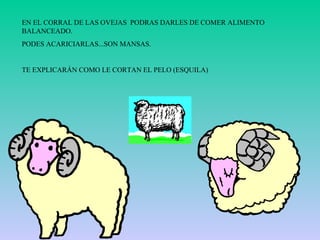 EN EL CORRAL DE LAS OVEJAS  PODRAS DARLES DE COMER ALIMENTO BALANCEADO. PODES ACARICIARLAS...SON MANSAS. TE EXPLICARÁN COMO LE CORTAN EL PELO (ESQUILA) 