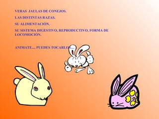 VERAS  JAULAS DE CONEJOS. LAS DISTINTAS RAZAS. SU ALIMENTACIÓN. SU SISTEMA DIGESTIVO, REPRODUCTIVO, FORMA DE LOCOMOCIÓN. ANIMATE.... PUEDES TOCARLOS.... 