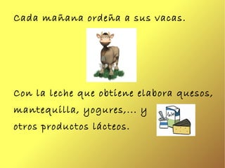 Cada mañana ordeña a sus vacas. Con la leche que obtiene elabora quesos,  mantequilla, yogures,... y  otros productos láct...