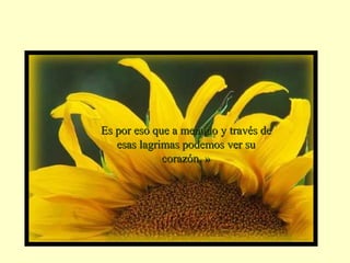 EEss ppoorr eessoo qquuee aa mmeennuuddoo yy ttrraavvééss ddee 
eessaass llaaggrriimmaass ppooddeemmooss vveerr ssuu 
ccoorraazzóónn.. »
 