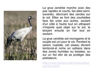La grue cendrée marche avec des
pas rapides et courts, les ailes semiouvertes, décrivant des cercles sur
le sol. Elles se font des courbettes
face les unes aux autres, sautant
d'un côté à l'autre tout en attrapant
n'importe quel objet sur le sol, le
lançant ensuite en l'air tout en
sautant.
La grue cendrée est monogame et le
couple est uni pour la vie. Pendant la
saison nuptiale, cet oiseau devient
territorial et niche en solitaire dans
des zones humides ou boisées, ou
sur un îlot afin de se protéger des
prédateurs.
http://www.oiseaux.net/oiseaux/grue.
cendree.html

 