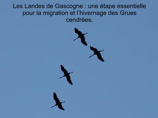 Les Landes de Gascogne : une étape essentielle
pour la migration et l’hivernage des Grues
cendrées.

 
