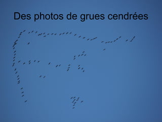 Des photos de grues cendrées

 