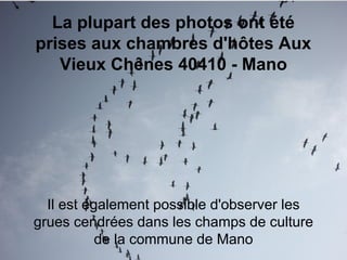 La plupart des photos ont été
prises aux chambres d'hôtes Aux
Vieux Chênes 40410 - Mano

Il est également possible d'observer les
grues cendrées dans les champs de culture
de la commune de Mano

 