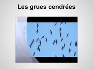Les grues cendrées

 
