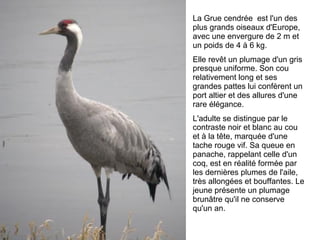 La Grue cendrée est l'un des
plus grands oiseaux d'Europe,
avec une envergure de 2 m et
un poids de 4 à 6 kg.
Elle revêt un plumage d'un gris
presque uniforme. Son cou
relativement long et ses
grandes pattes lui confèrent un
port altier et des allures d'une
rare élégance.
L'adulte se distingue par le
contraste noir et blanc au cou
et à la tête, marquée d'une
tache rouge vif. Sa queue en
panache, rappelant celle d'un
coq, est en réalité formée par
les dernières plumes de l'aile,
très allongées et bouffantes. Le
jeune présente un plumage
brunâtre qu'il ne conserve
qu'un an.

 
