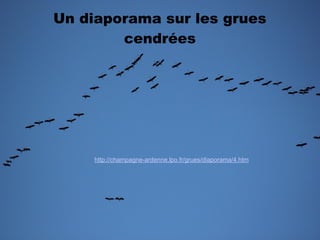 Un diaporama sur les grues
cendrées

http://champagne-ardenne.lpo.fr/grues/diaporama/4.htm

 