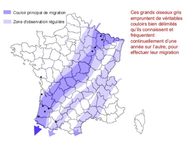 La Grue Cendrée