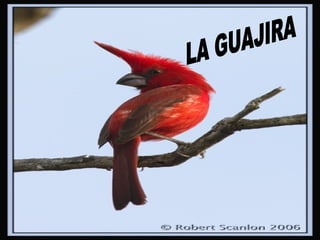 La Guajira LA GUAJIRA 