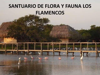 SANTUARIO DE FLORA Y FAUNA LOS
FLAMENCOS
 